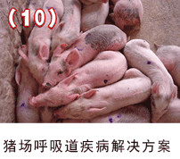 豬場(chǎng)呼吸道疾病解決方案